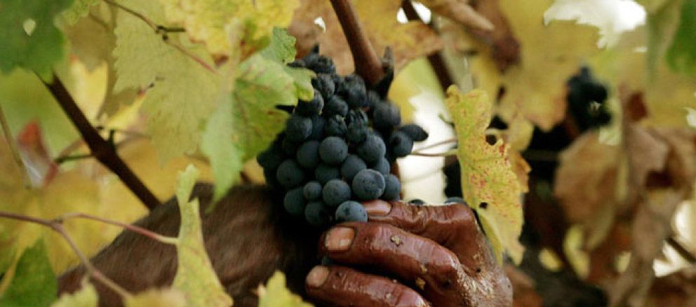 Foto: Alertan de que el cambio climático puede bajar la calidad de los vinos