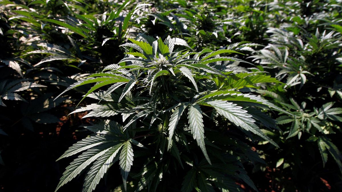 Las amenazas a un repartidor en Almería llevan a descubrir 600 plantas de marihuana