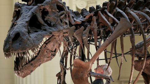 El Tyrannosaurus Rex podría tener en realidad tres especies distintas
