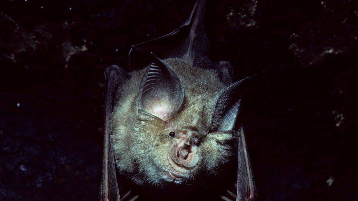 Estos españoles han descubierto el secreto de los murciélagos para no infectarse de virus