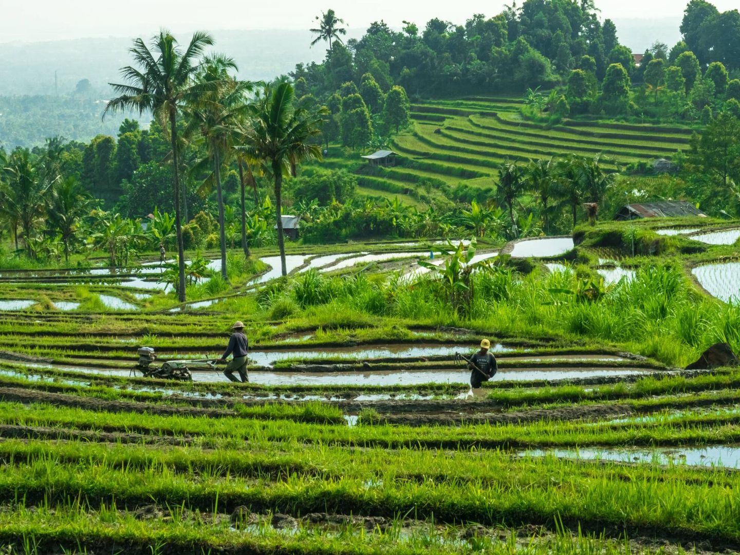 La agricultura, sobre todo del arroz, tiene un impacto ambiental. Foto: Unsplash