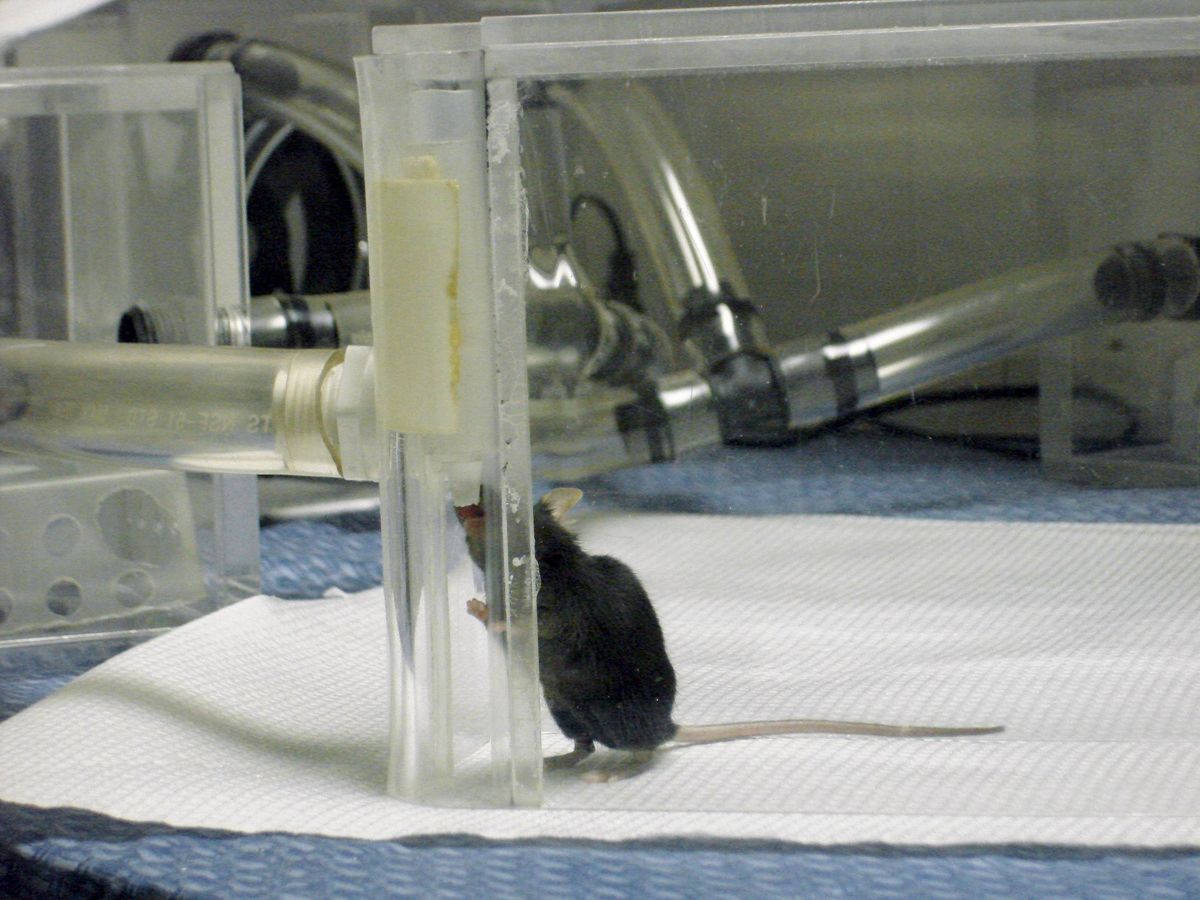 Foto: El estudio en ratones podría abrir una nueva puerta a la lucha contra el cáncer de cérvix (EFE/ Maryanne Opiekun)
