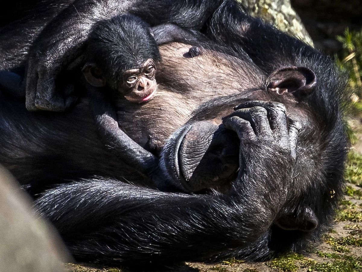 Foto:  Un chimpancé recién nacido descansa con su madre. Foto: EFE REMKO DE WAAL