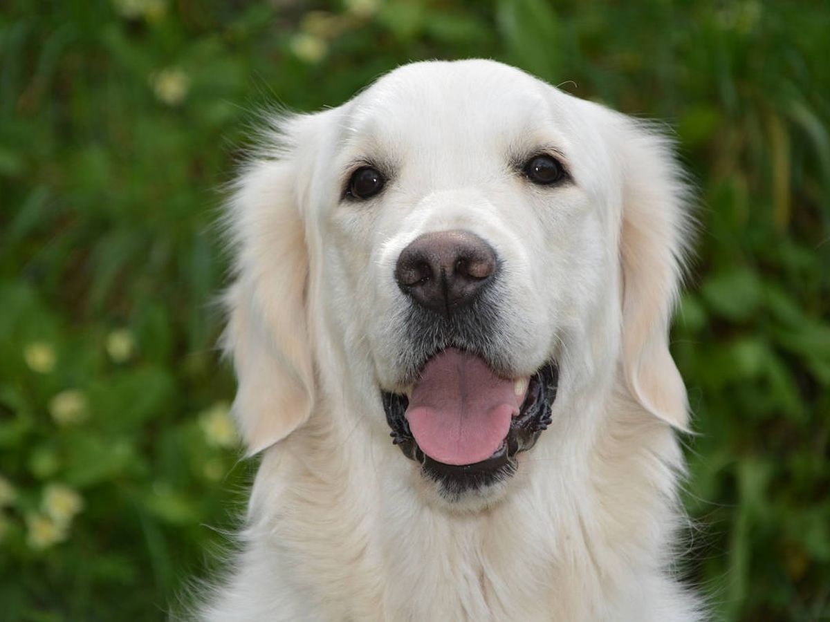 Foto: Las razas puras de perro, como los Golden Retriever, son más propensas a padecer cáncer (Foto: Pixabay)