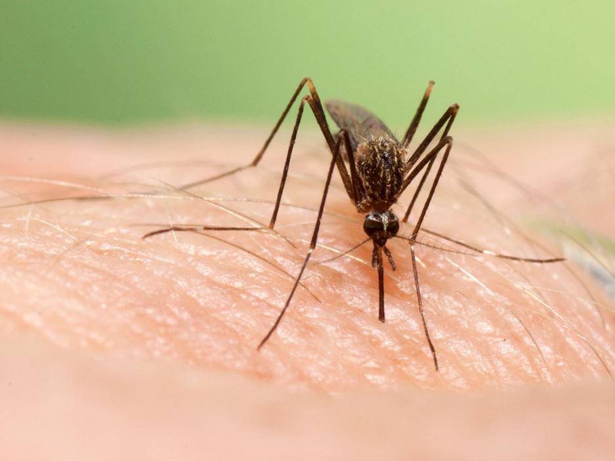 Foto: El mosquito 'Aedes japonicus' que puede transmitir el virus del Nilo Occidental (ECDC)