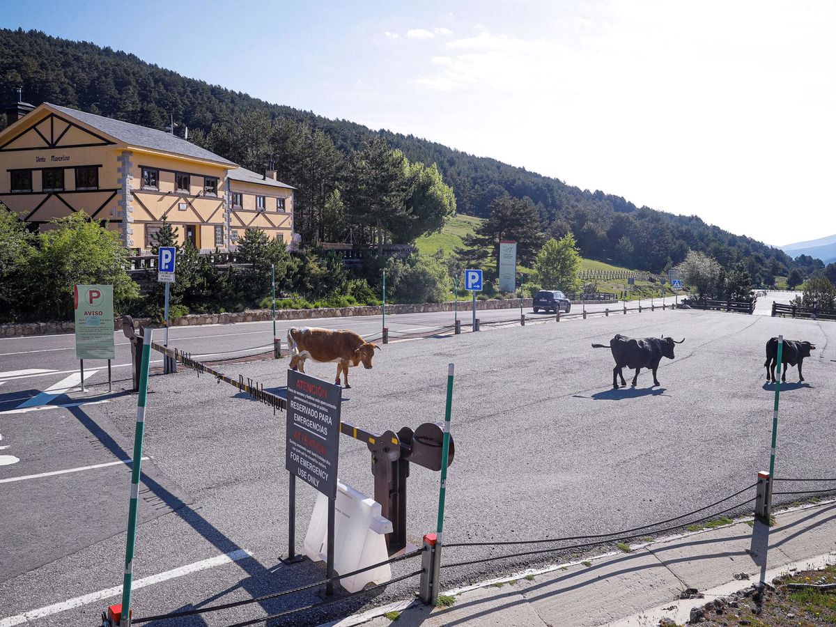 Foto: El acceso de Navacerrada y Cotos, cerrado para evitar aglomeraciones. (EFE)