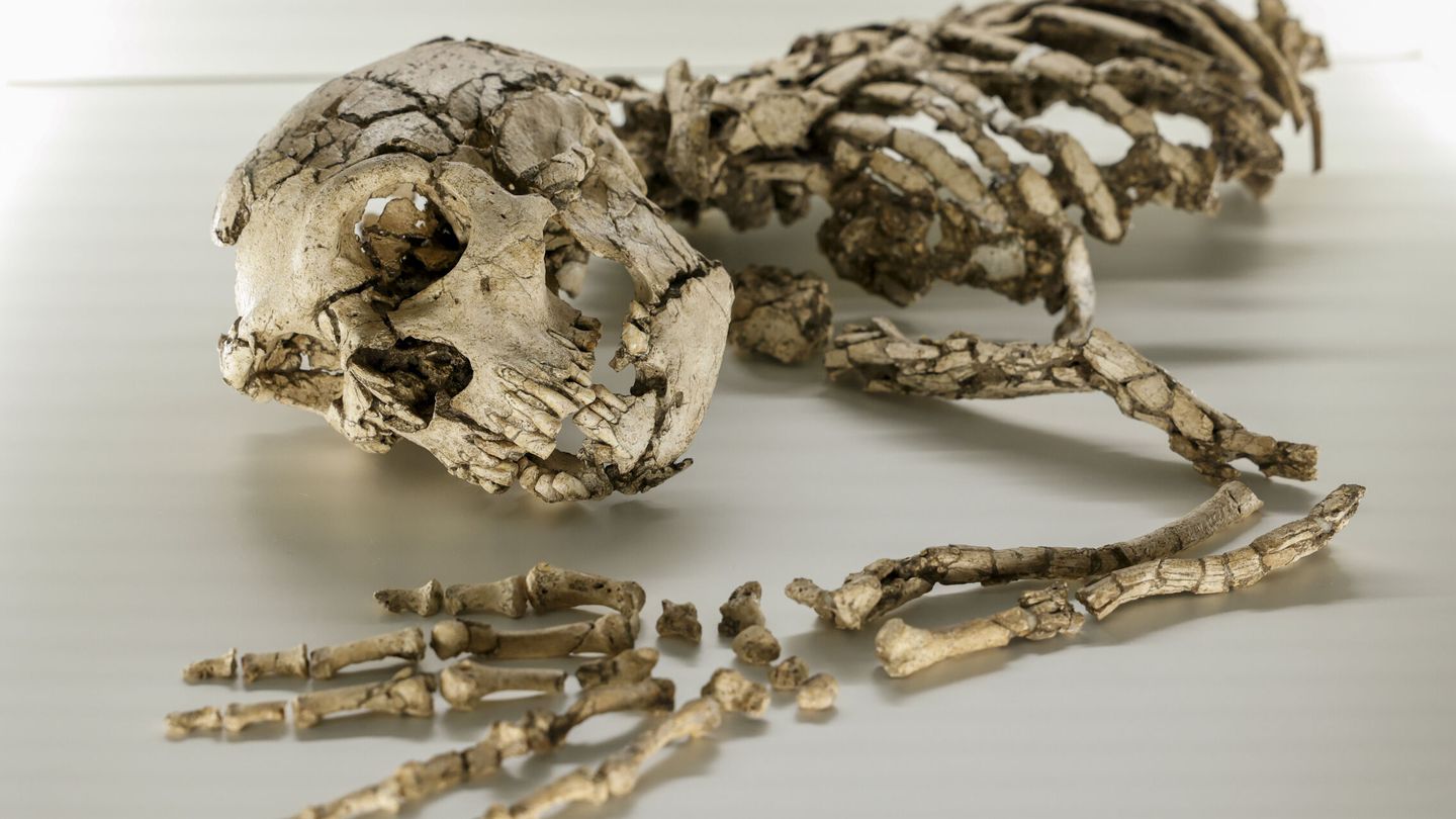 Esqueleto neandertal. (EFE)