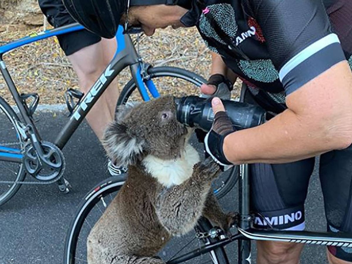 Foto: El koala, bebiendo de las botellas de los ciclistas. Foto: Instagram
