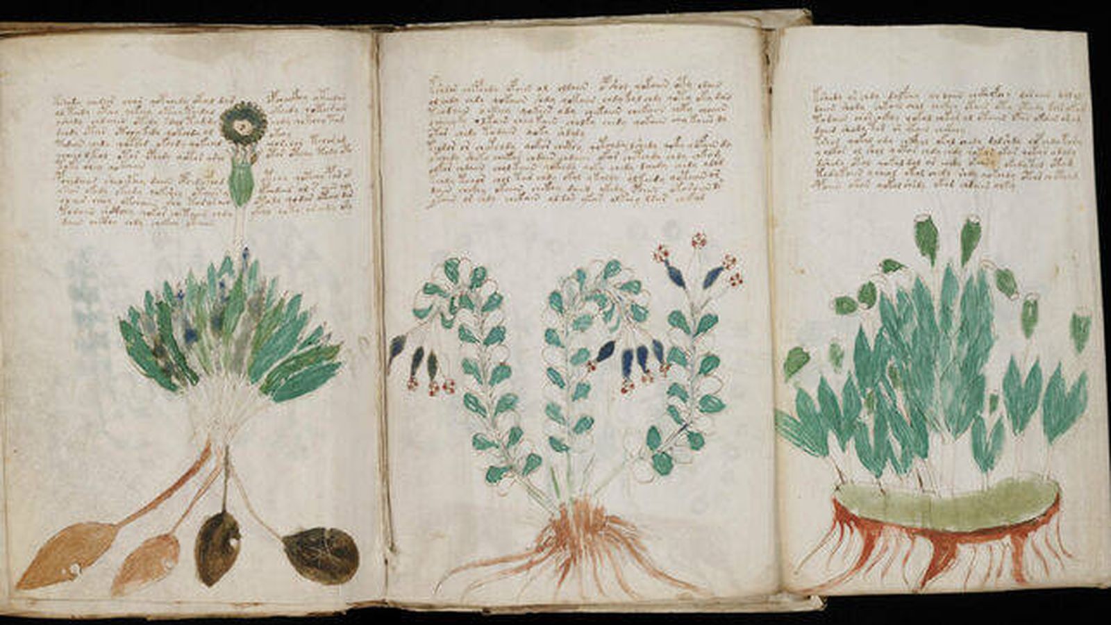 El misterio del manuscrito Voynich: lo que se ha descubierto