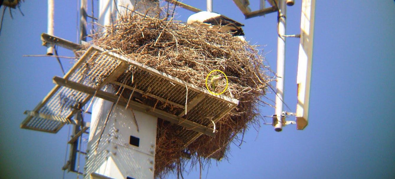 La cotorra argentina construye un nido grande y pesado que pone en peligro algunas infraestructura