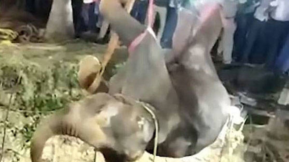 Rescatan a un elefante que cayó a un pozo y logran grabar el final feliz