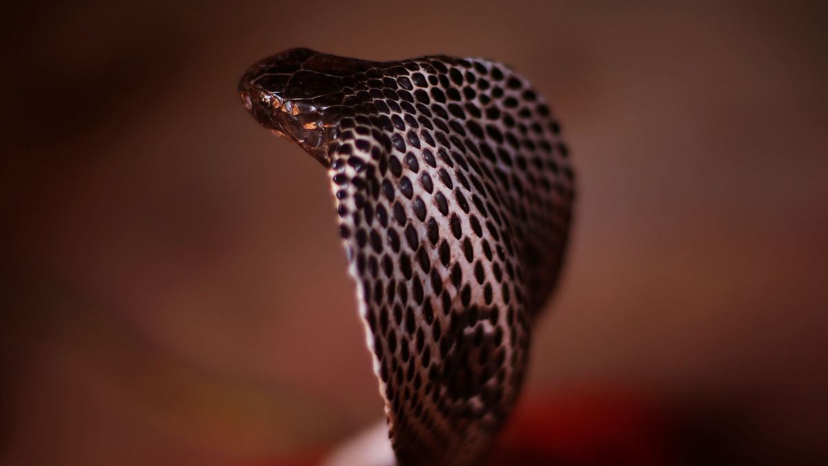 Científicos dan el primer paso para un antídoto contra la picadura de la cobra