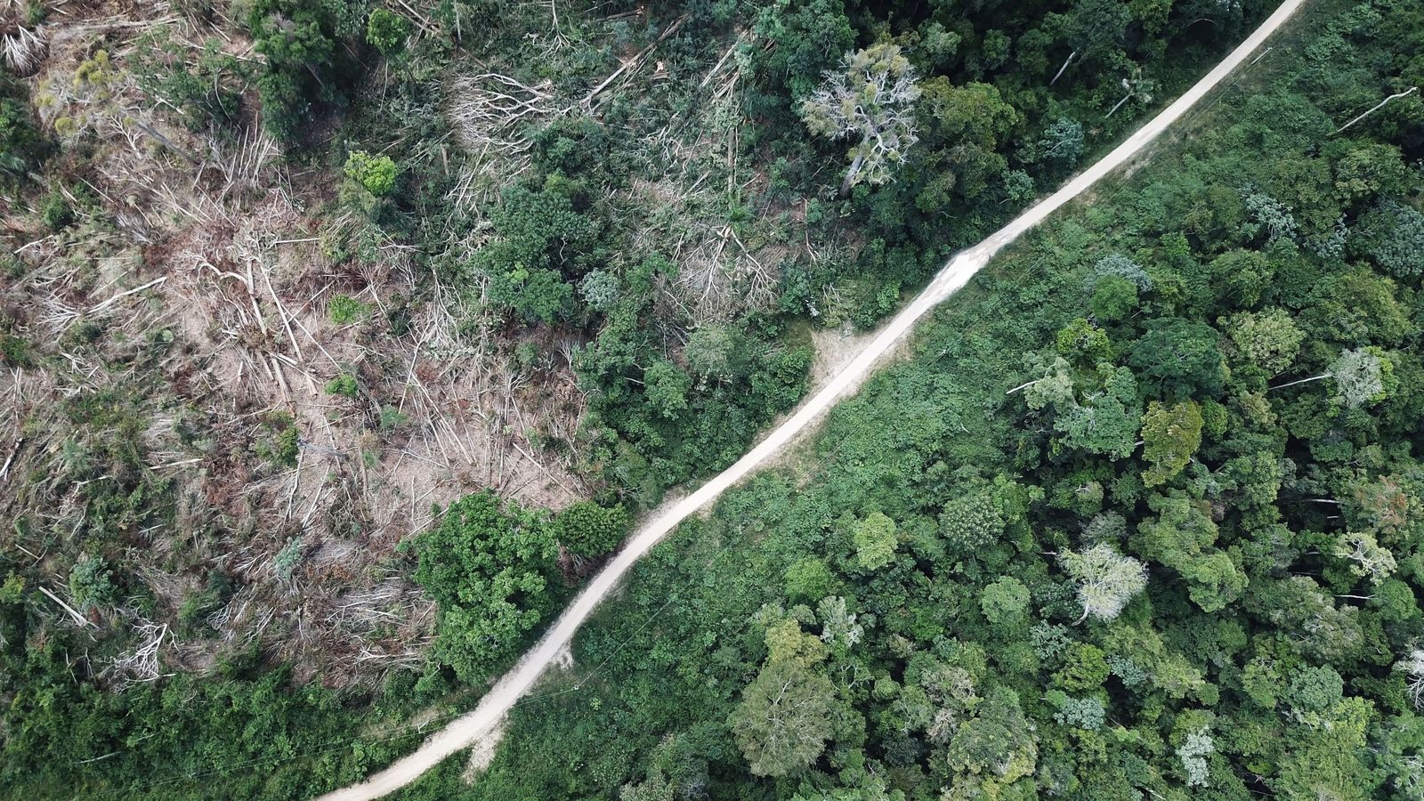 Foto: Foto aérea de una zona de la Amazonía "limpiada" por leñadores y granjeros, justo antes de arder. (Reuters)