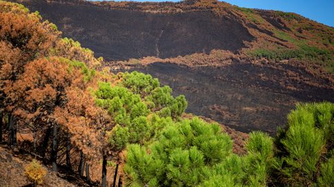 Los incendios forestales de 2021 generaron 1.760 megatoneladas de carbono, según Copernicus