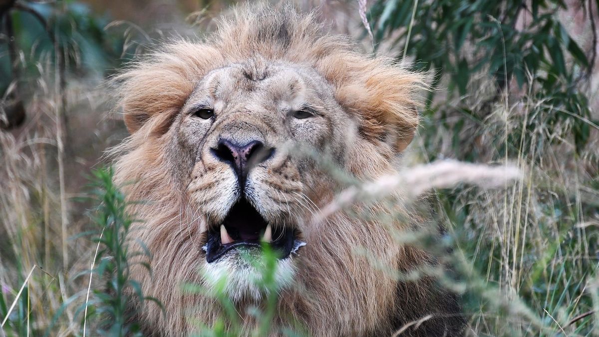Ofertas' 2 x 1: paga un león y caza gratis a una leona, lo último en  maltrato animal