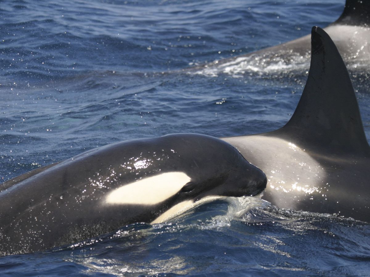 Foto: Una orca con un marcaje satelital ayudará a evitar colisiones con los veleros