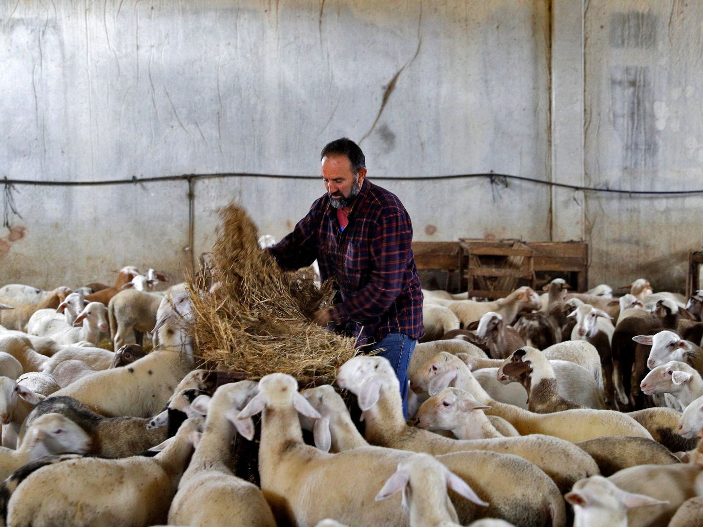 Antonio Miguel Álvaro, ganadero de Aras de los Olmos, alimenta a sus ovejas. (Manuel Bruque/EFE)