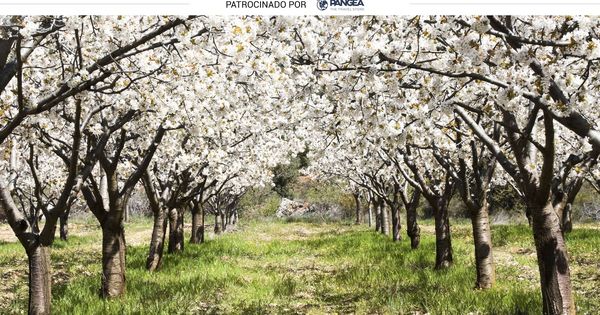 Foto: Valle del Jerte con los cerezos en flor (iStock)