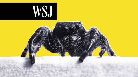 ¿Sueñan las arañas? Un nuevo estudio hace pensar que sí
