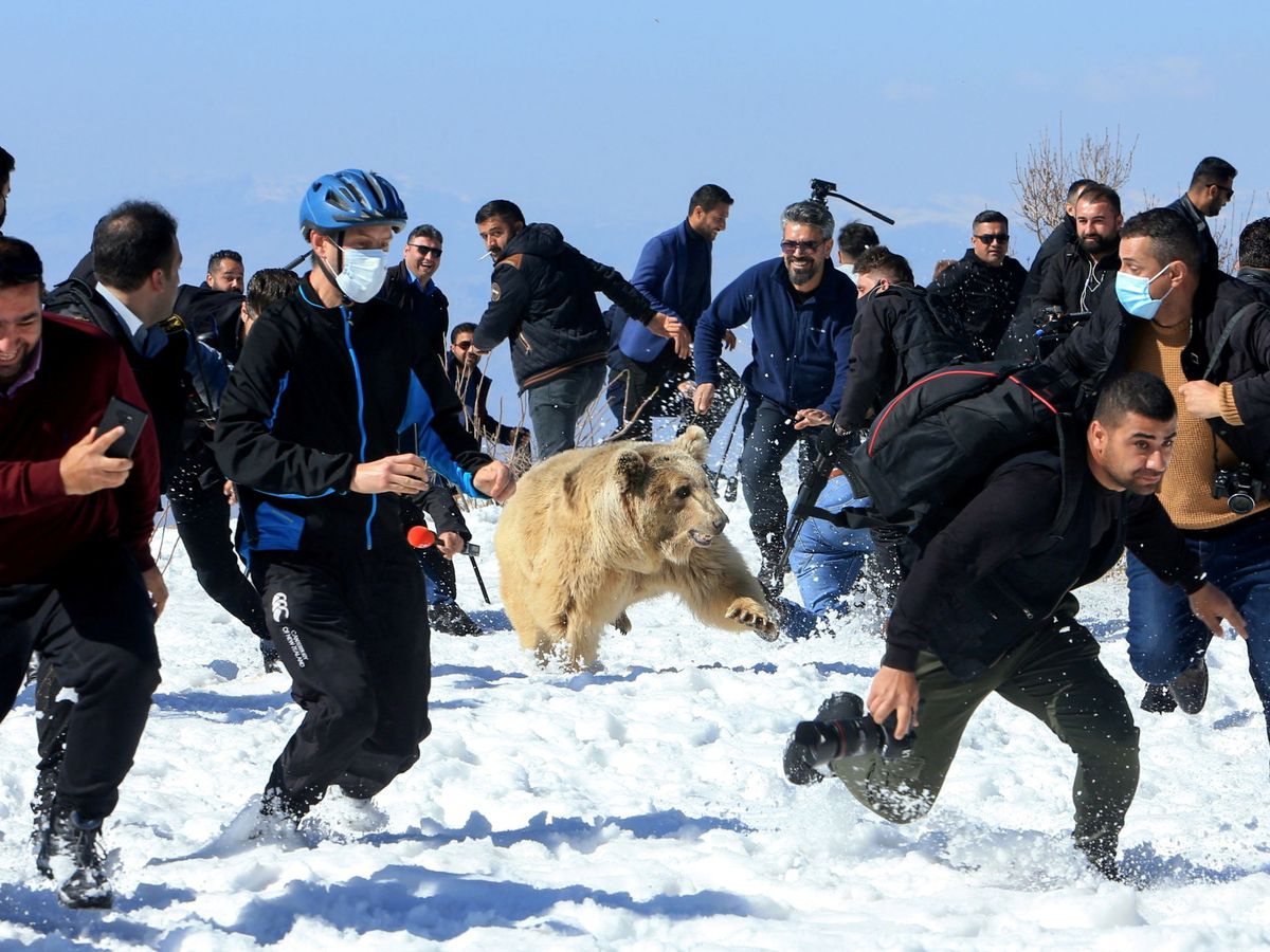 Foto: Los animales se asustaron de la presencia humana y se revolvieron (Reuters/Ari Jalal)