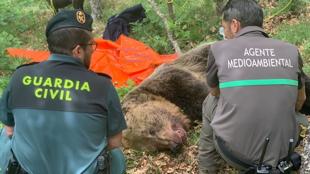 Investigan la muerte de una cría de oso atropellada al norte de la provincia de Palencia