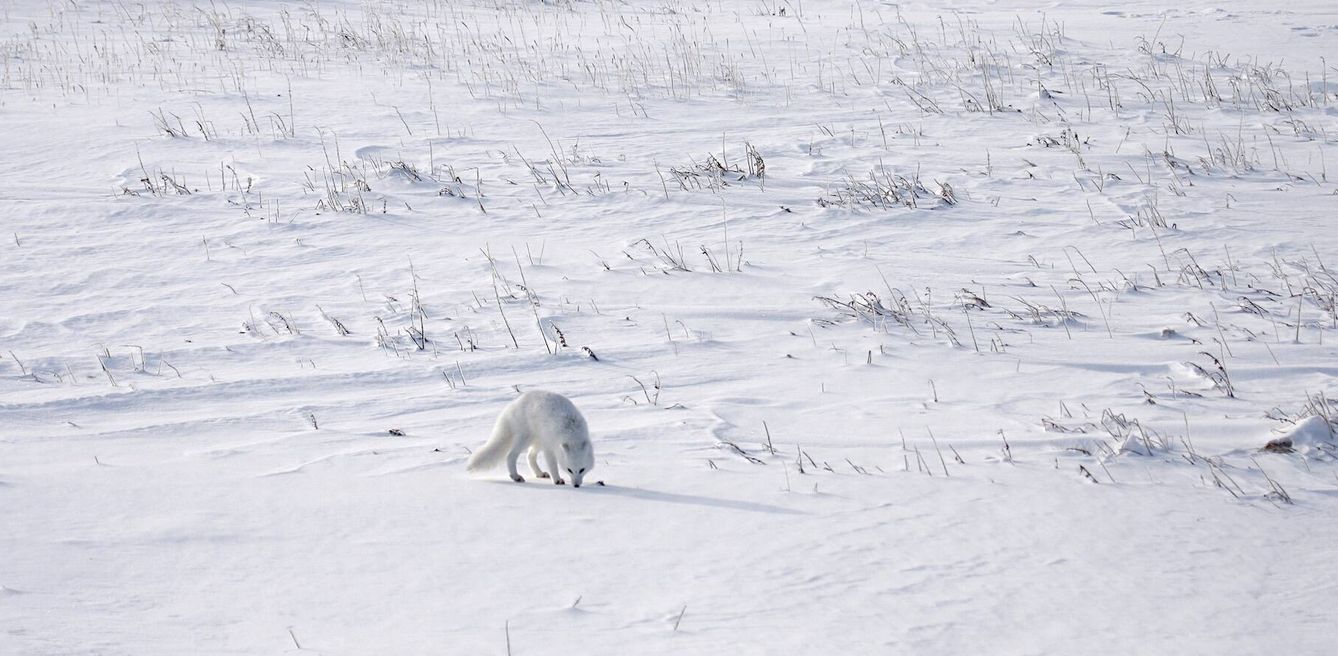 Un zorro ártico siguiendo el rastro de un oso. (Andoni Canela)