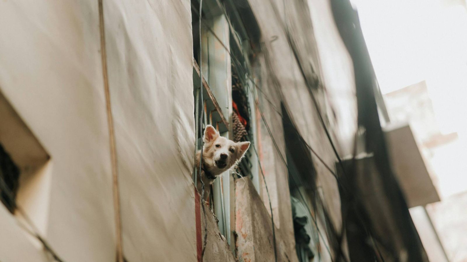 La Ley de Propiedad Horizontal lo confirma: si tu perro o gato ensucia las zonas comunes del edificio, tus vecinos pueden acogerse al artículo 9