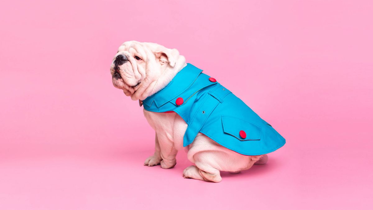 Chubasqueros, sofás y tecnología: las tendencias de moda para mascotas Wou 2024