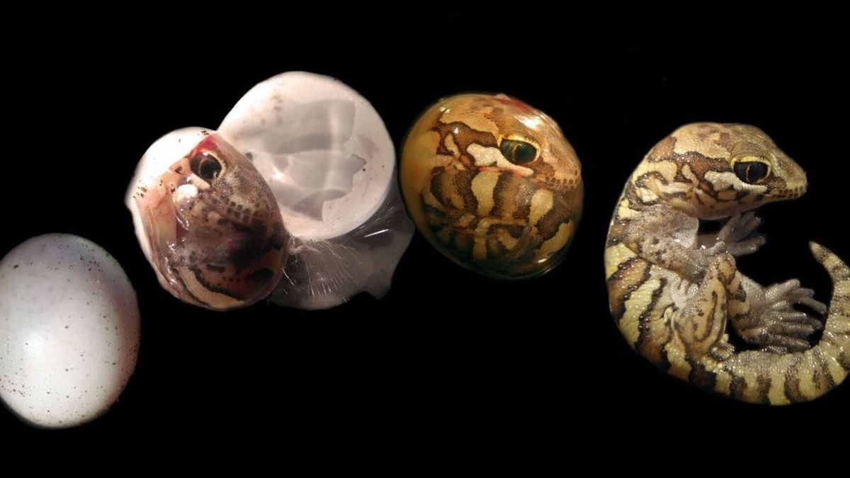 El corte de una cáscara de huevo, la eclosión de un gecko o gusanos parásitos anisakis, mejores fotos científicas