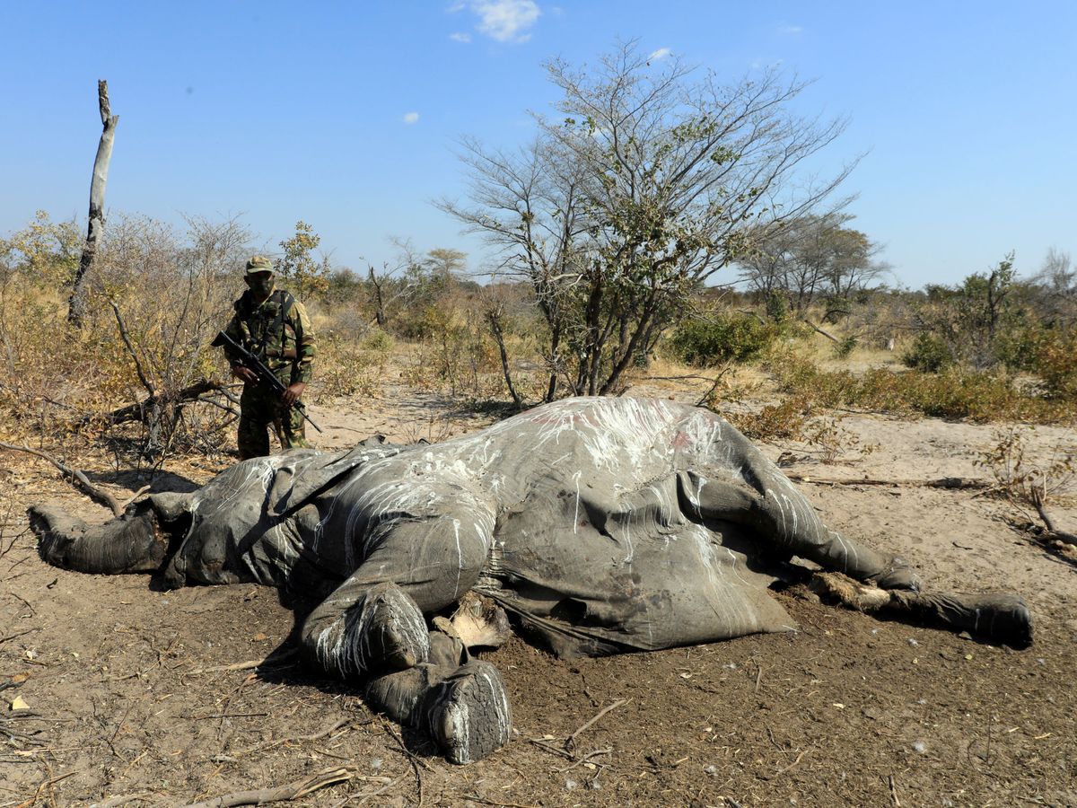 Foto: Un miembro de la brigada anti caza furtiva de Botswana junto a un elefante asesinado (Reuters/Thalefang Charles)