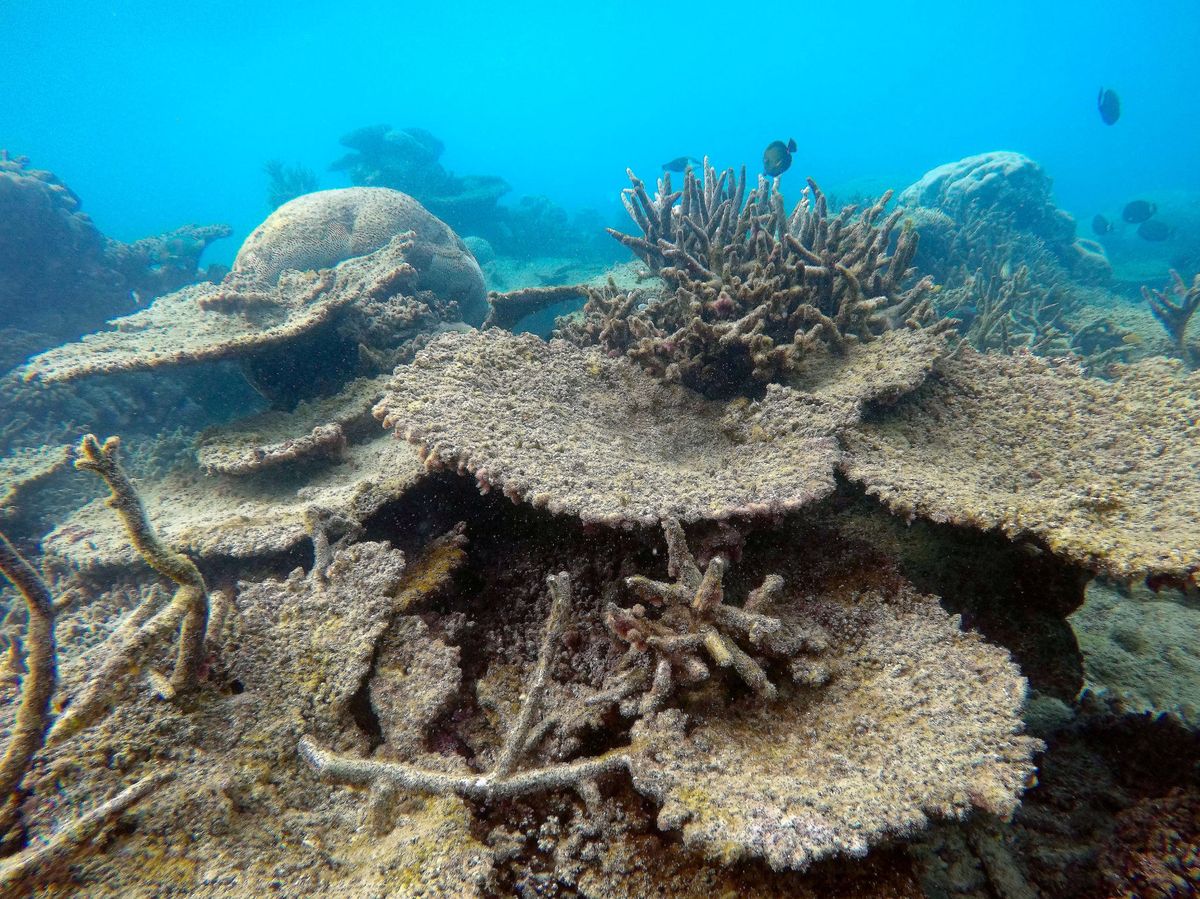 Foto: La desaparición del coral provocaría una grave pérdida de biodiversidad marina. Reuters