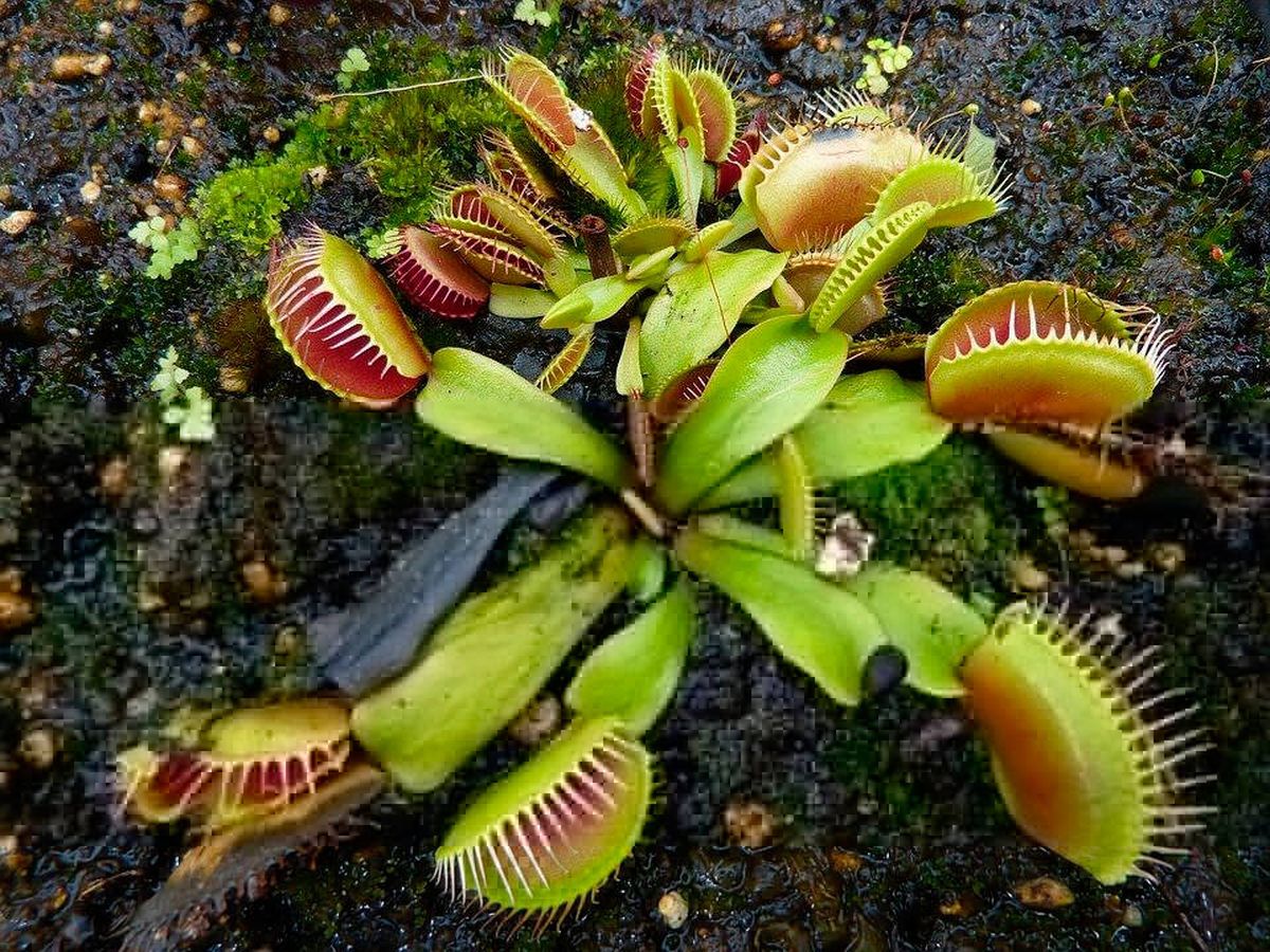 Foto: Las plantas carnívoras atraen a sus presas con sus llamativos colores (Pixabay)