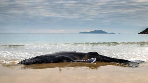 Los cadáveres de cetáceos varados, un potencial ecológico olvidado