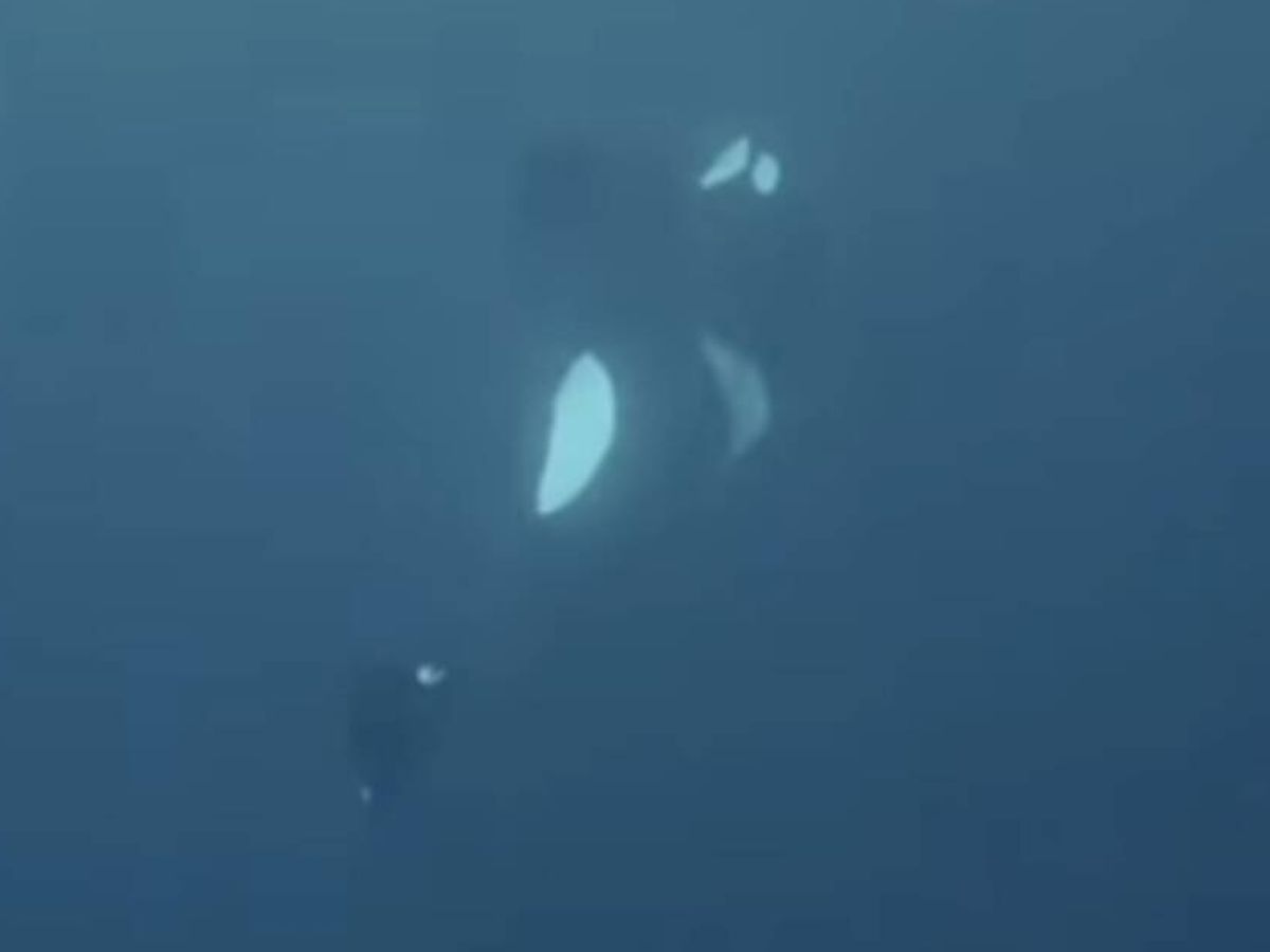 Foto: Un fotograma en el que se ve a la orca hundiéndose en el mar (Facebook/Pierre, the Orca Whisperer)