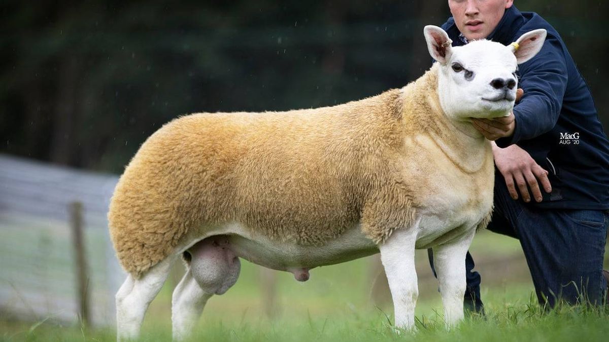 Subastan un carnero "casi genéticamente perfecto" por 410.000 euros 