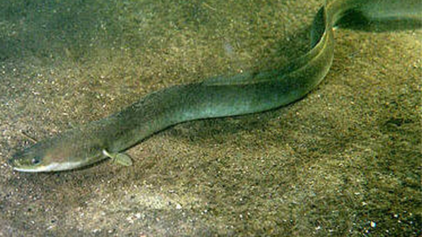 Una anguila europea, una de las especies afectadas. 