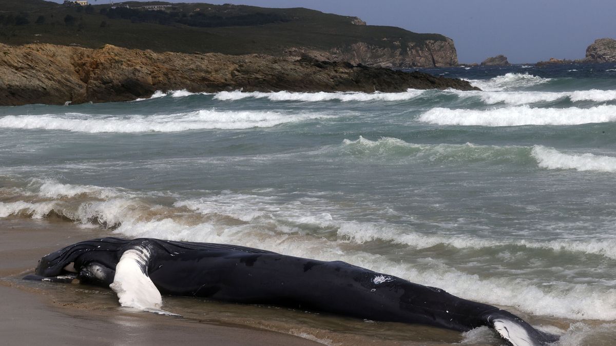 Aparece en una playa de Ferrol una ballena jorobada de casi 10 metros