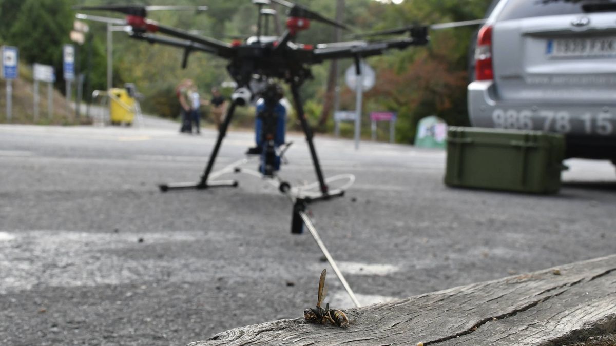 ¡Ataca a esto si puedes! Así se usa un dron para erradicar el nido de una avispa asiática