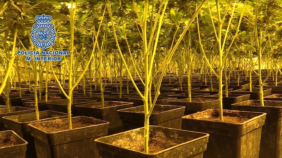 Encuentran una plantación de marihuana en un edificio de la Junta de Extremadura