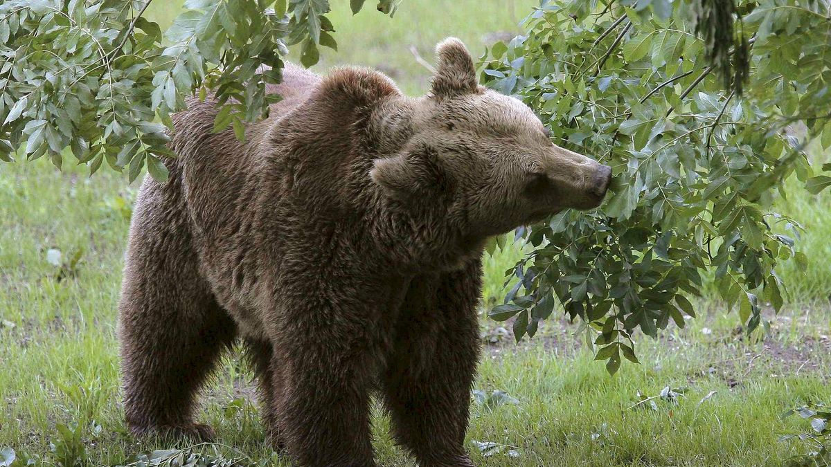 Un oso ataca a una mujer de 75 años en Asturias y trata de llevársela a rastras