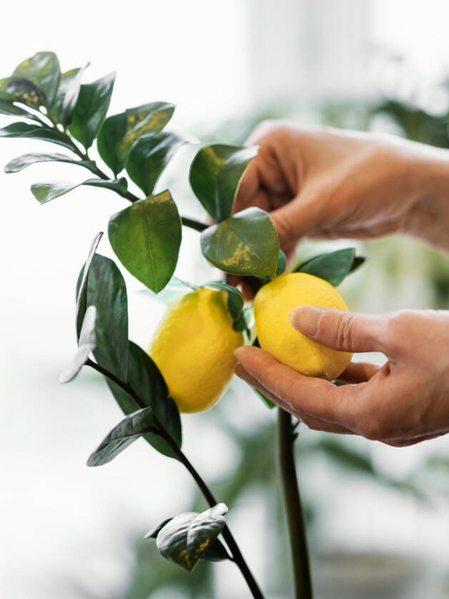 Lo ideal es extraer las semillas de un limón ecológico, maduro y saludable. (Freepik)