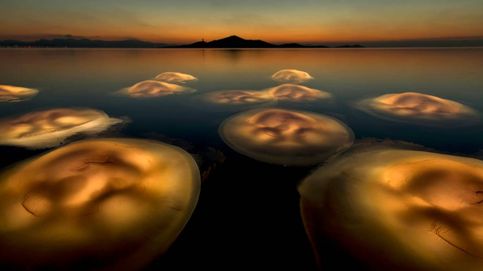Las medusas del Mar Menor, ganadoras de los 'Oscar' europeos de la fotografía de naturaleza