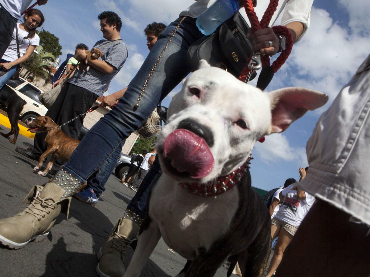 Foto: Los perros de razas potencialmente peligrosas deben llevar bozal (EFE/Mario López)
