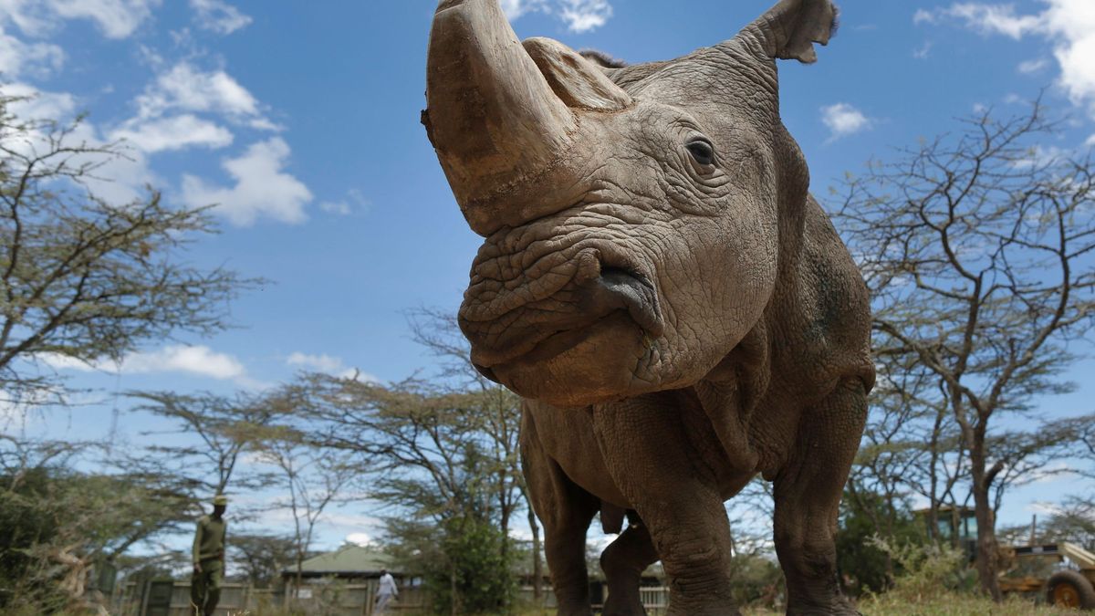 Muere Sudán, el último ejemplar de rinoceronte macho blanco del mundo