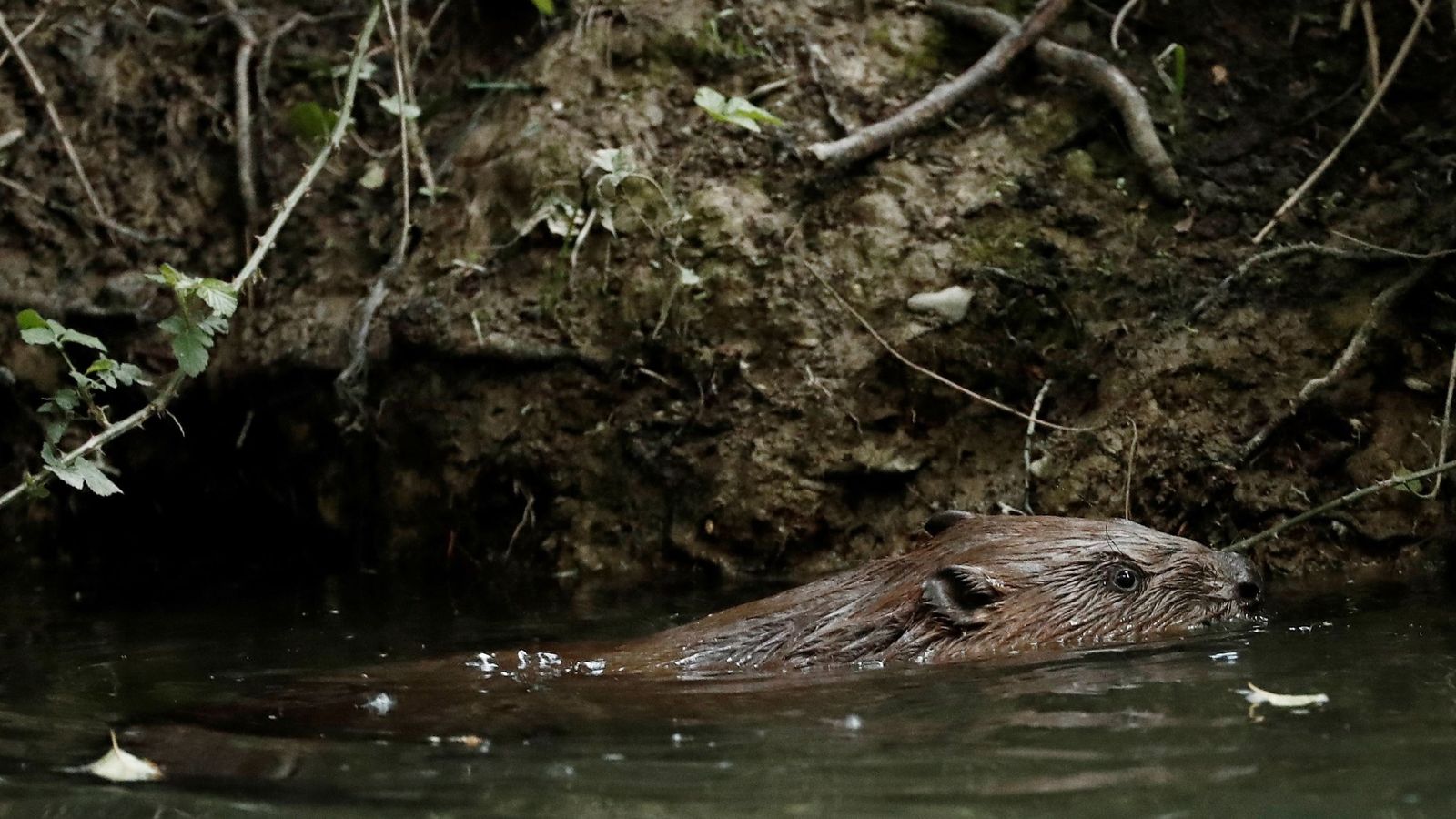 Castor de antepasados bávaros bañándose en el río Arga, cerca de Pamplona. (EFE)