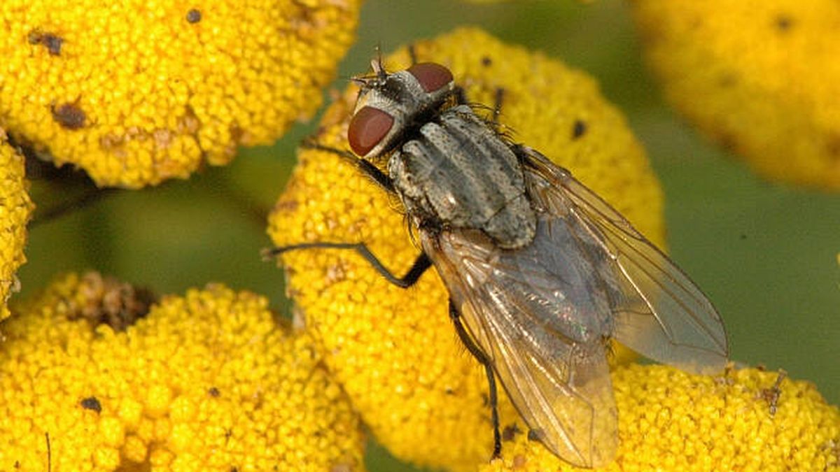 Hay una invasión de moscas en Asturias, y explica lo que hacemos mal en el campo 