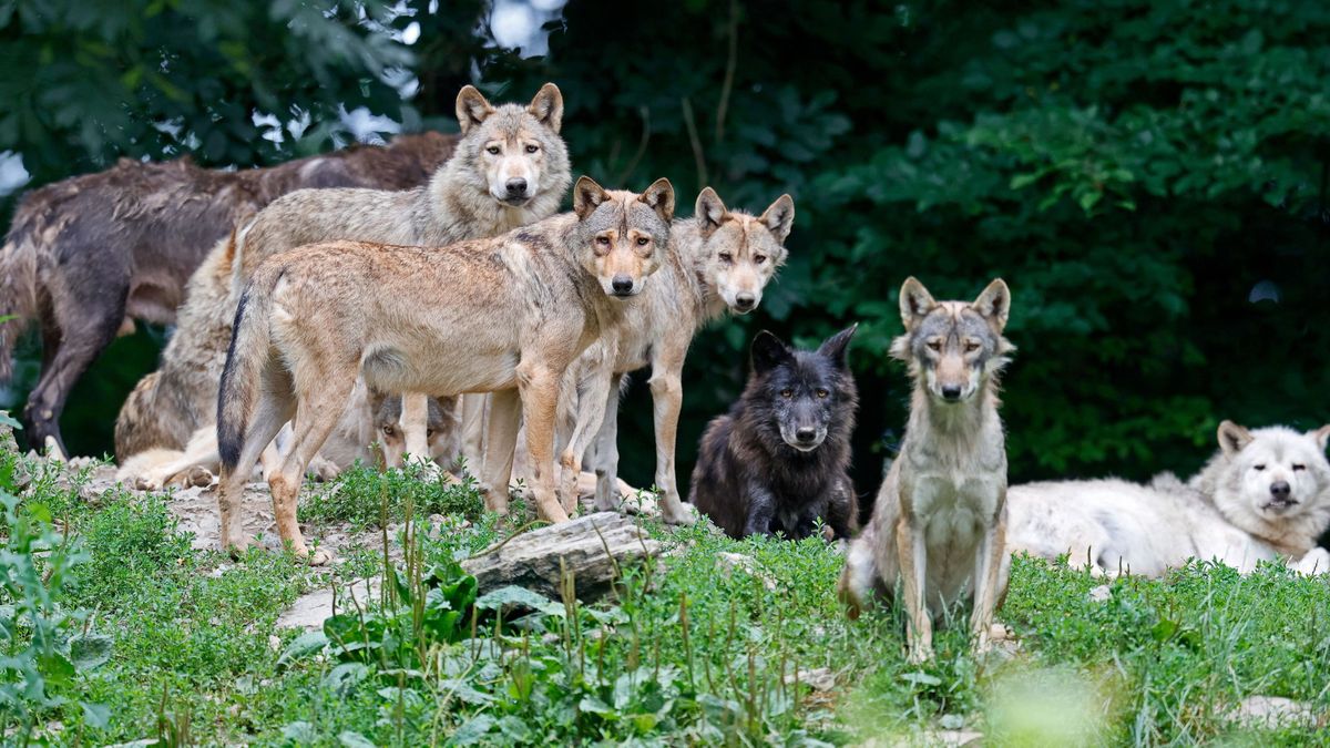 Muerte a dentelladas del poni de Von der Leyen: la UE se replantea la protección del lobo