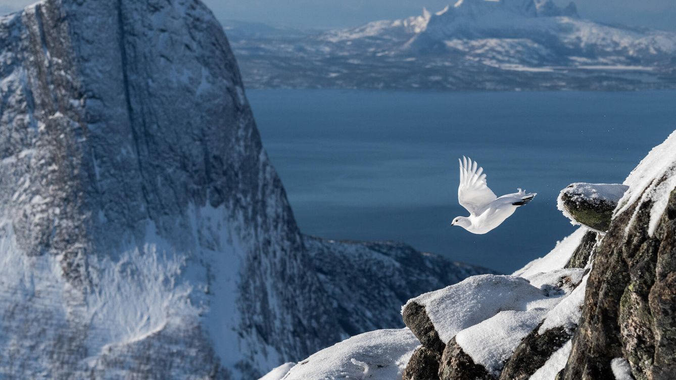 Foto: Perdiz nival en los fiordos noruegos. Foto ganadora del Bird Photographer of the Year 2022. (Erlend Haarberg)