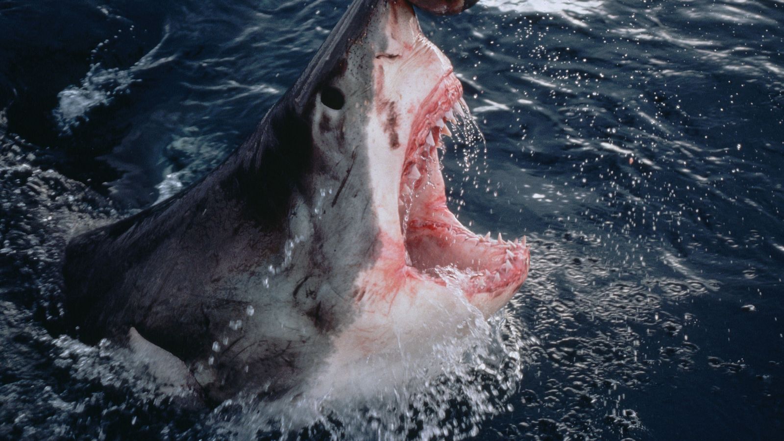 Foto: Un tiburón blanco se lanza contra un trozo de cebo