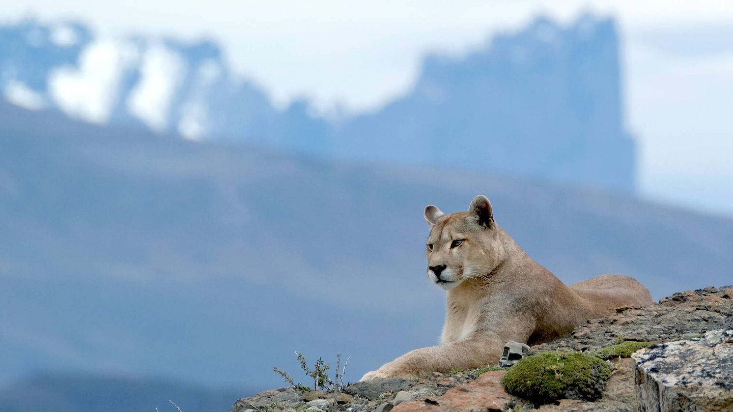 Calor progenie matar Puma: el gran felino de las montañas americanas